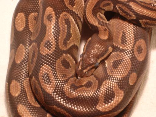 Ace New Ball Python