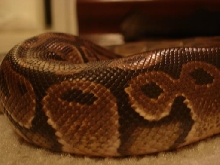Another Pic of Ace