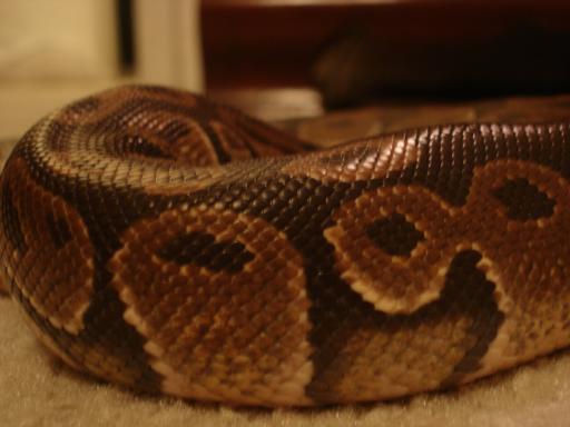 Another Pic of Ace
