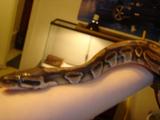 A Head Shot of Ace