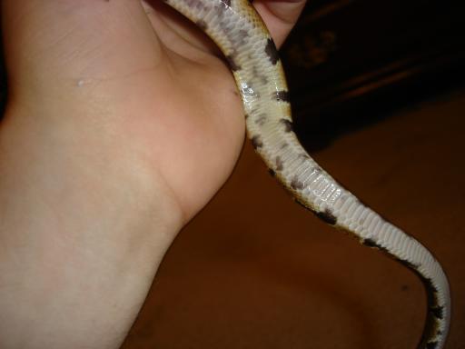 Damien's Belly
