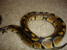 Our New 2005 Baby Ball