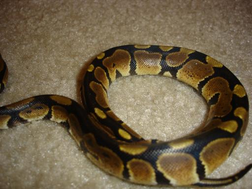 Our New 2005 Baby Ball