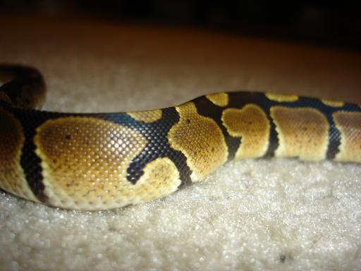 Damien's Side Shot