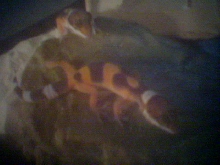 My new lizards