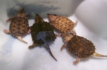 Some of my Guys