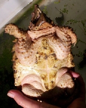 Pink Alligator Snapper
