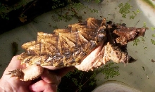 Pink/Golden Shell