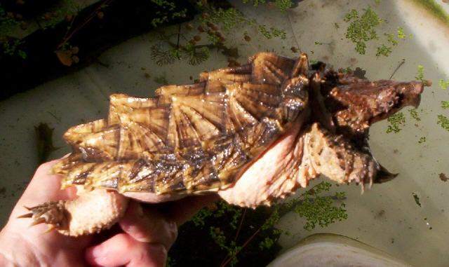 Pink/Golden Shell