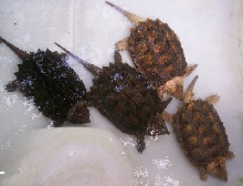 7" Alligator Snappers