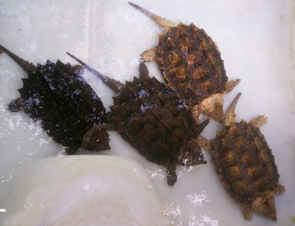 7" Alligator Snappers