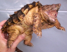 Big boy Leucistic