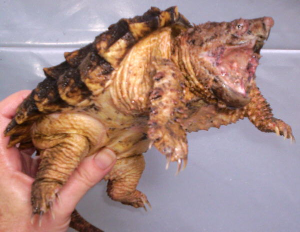 Big boy Leucistic