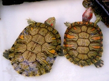 Beautiful Pair of Pastels
