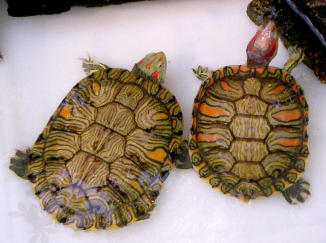 Beautiful Pair of Pastels