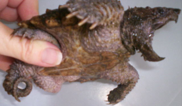 Pigtail Alligator Snapper