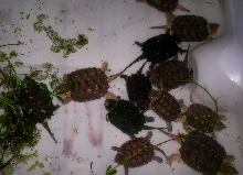Tank full of Alligator Snappers