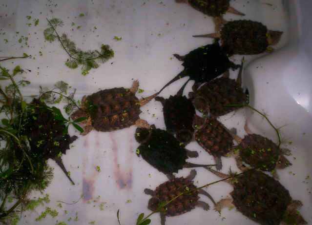 Tank full of Alligator Snappers