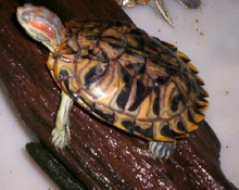 My Pastel on a log