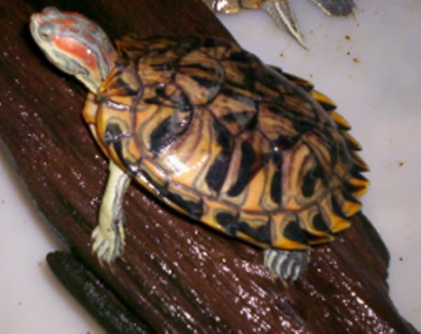 My Pastel on a log