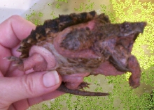 Pink Alligator Snapper