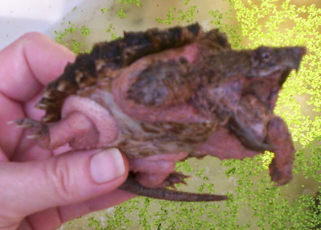 Pink Alligator Snapper