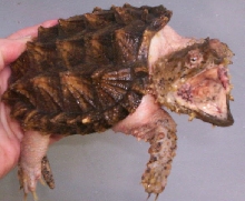Pink with golden shell