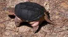 Common Snapper