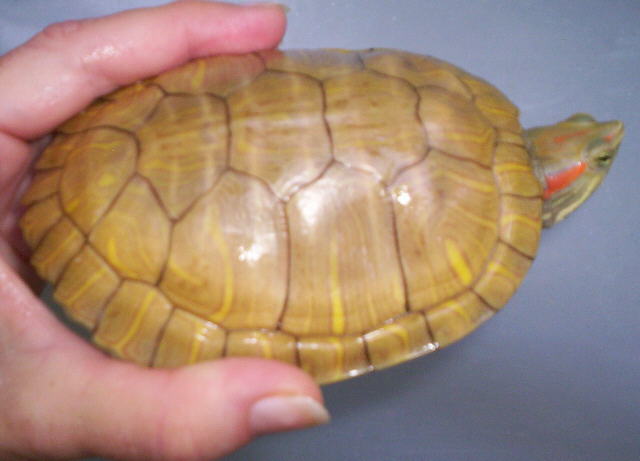 Pastel