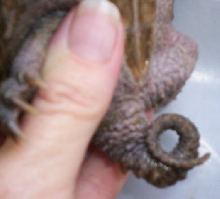 Pigtail's tail