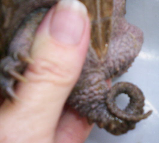 Pigtail's tail