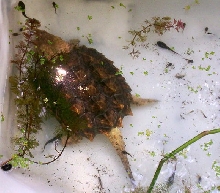 Tadpole Snack