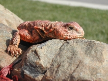 Mac basking outside photo 1