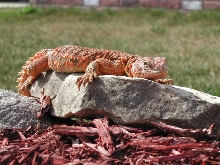 Mac basking outside photo 2
