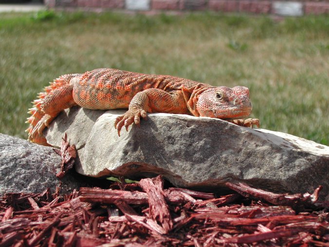 Mac basking outside photo 2
