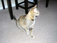 I hear a bird