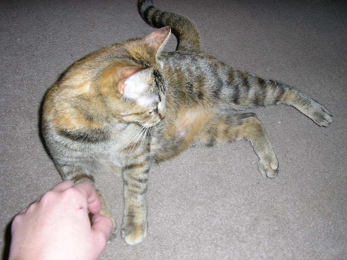 Sienna