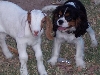 Gunner 'n' goat