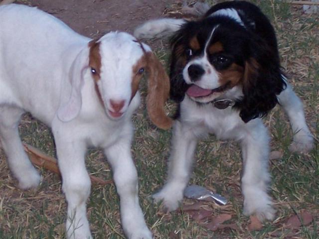 Gunner 'n' goat