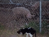 Gunner 'n' Pig