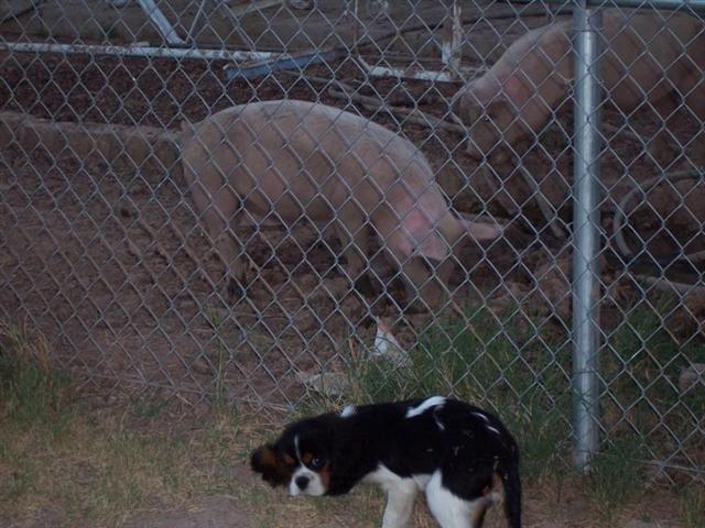 Gunner 'n' Pig