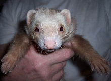 Mr. Budder Bean