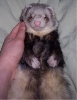 Buster Ferret