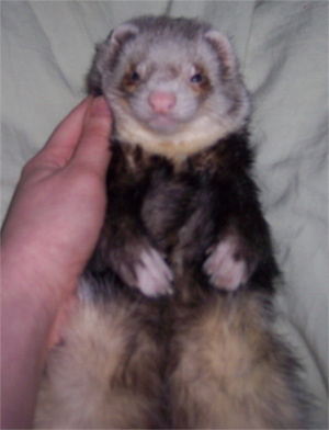 Buster Ferret