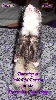 Ferret Chat Announce