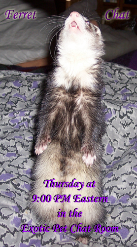 Ferret Chat Announce