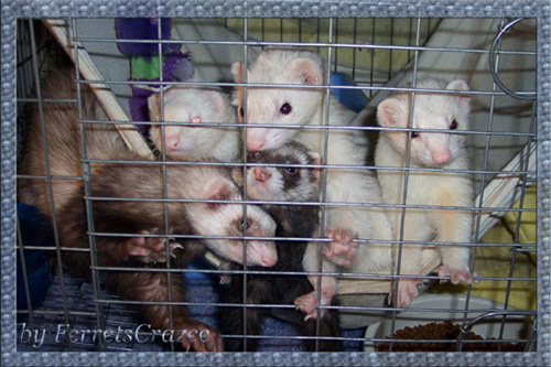 Ferret Kids