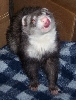 Link-a-Link Licking