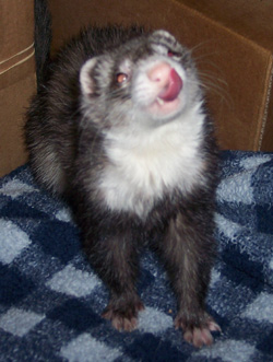 Link-a-Link Licking