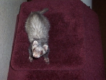 Missy Bon